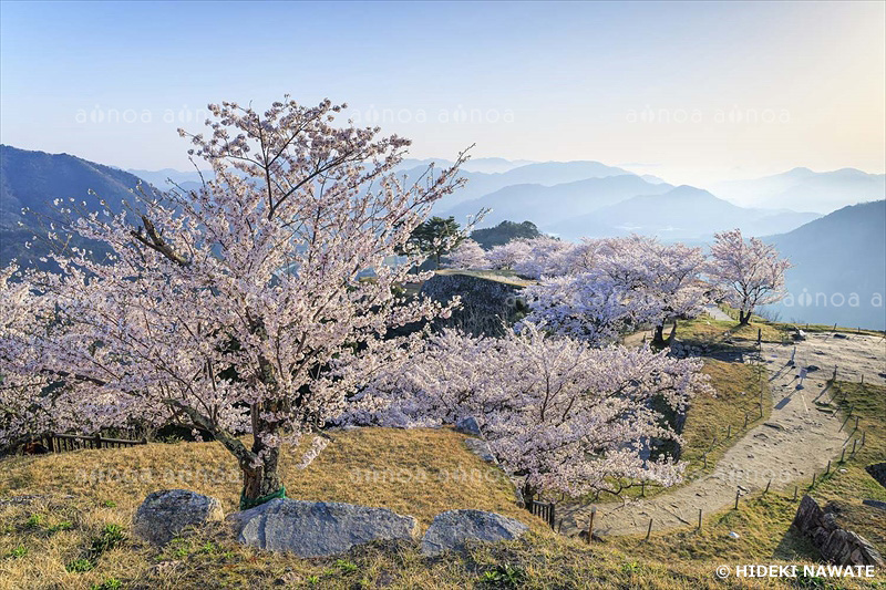 朝日に照らされた竹田城の桜　兵庫県