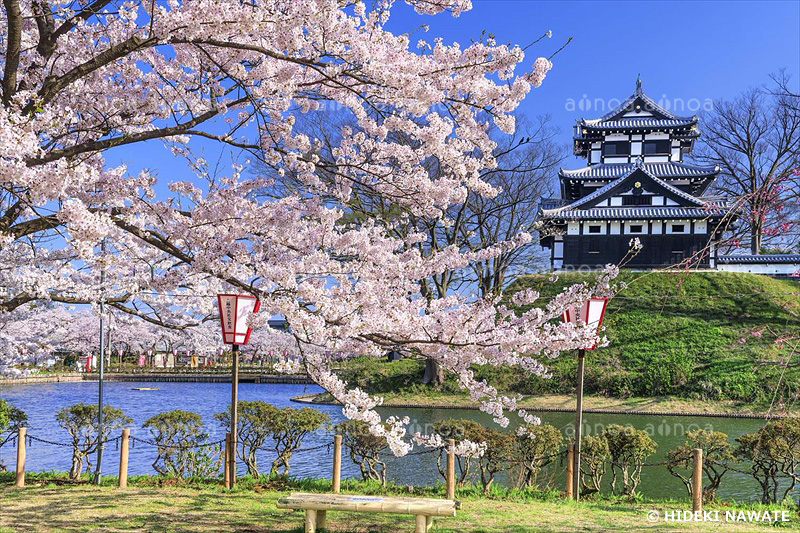 高田城と桜　新潟県