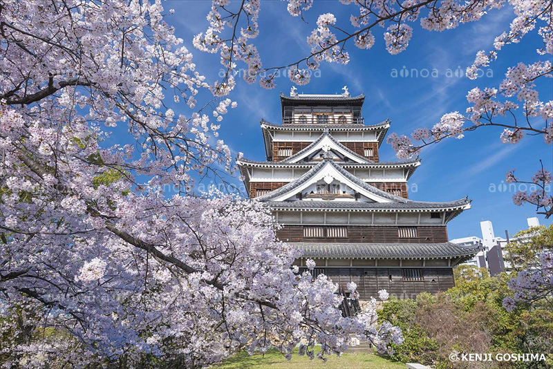 桜咲き誇る広島城　広島県