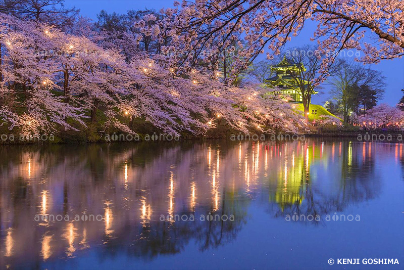 高田公園夜桜　新潟県