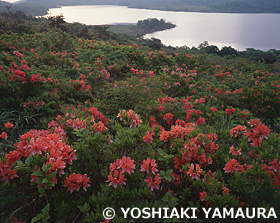 山浦芳明